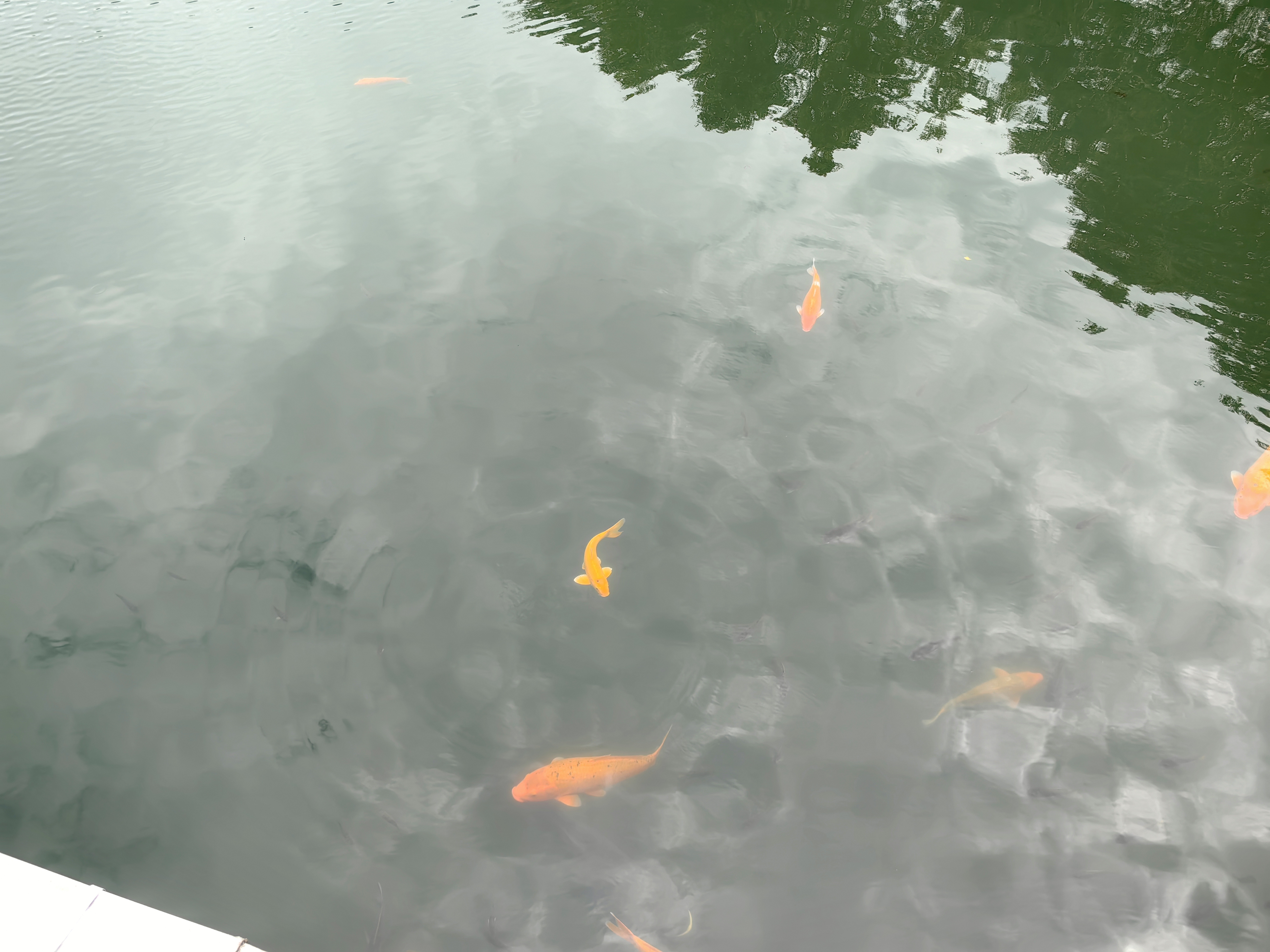 图片飞走了