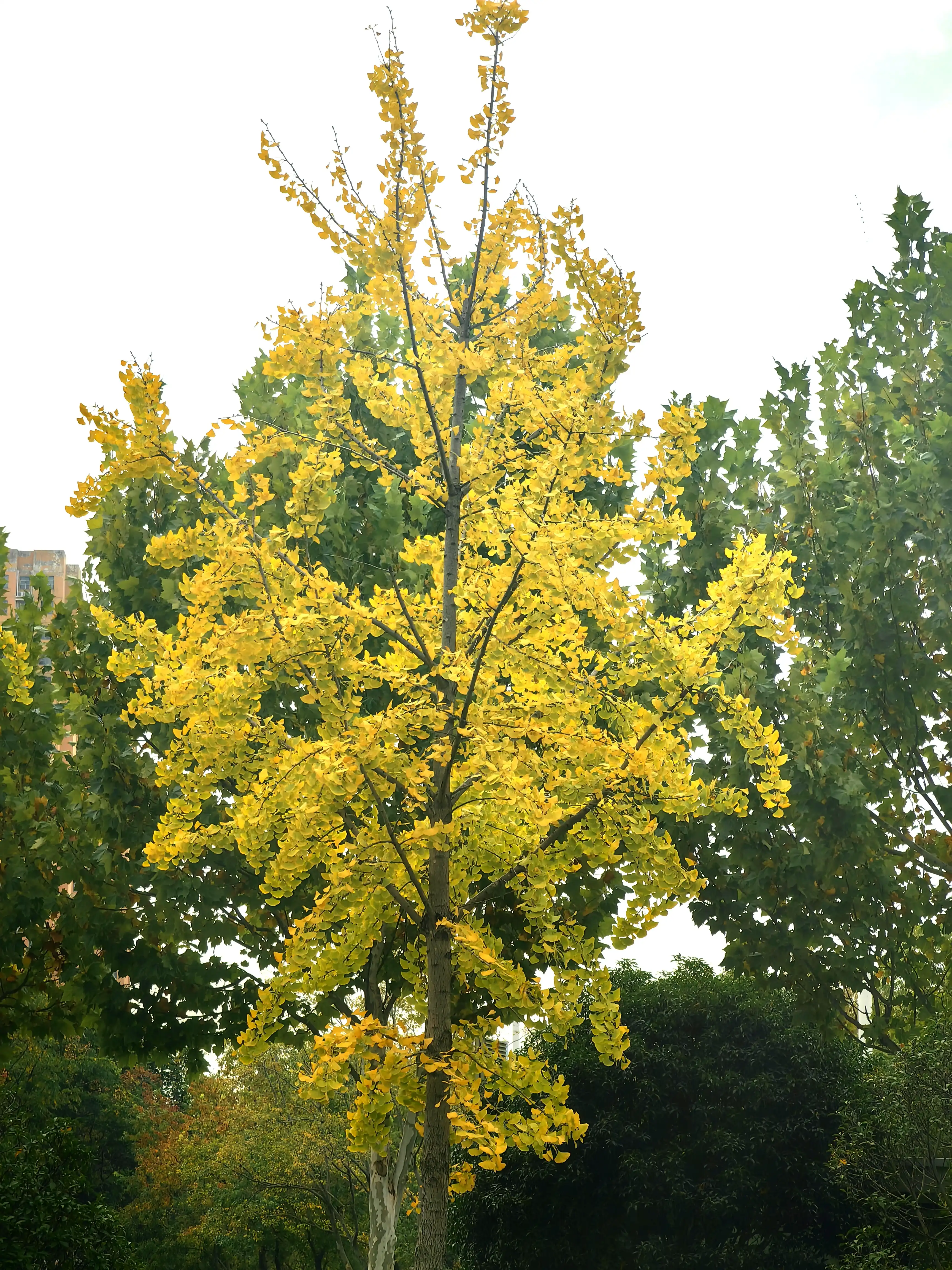 瓦匠不舟： 武汉的冬日